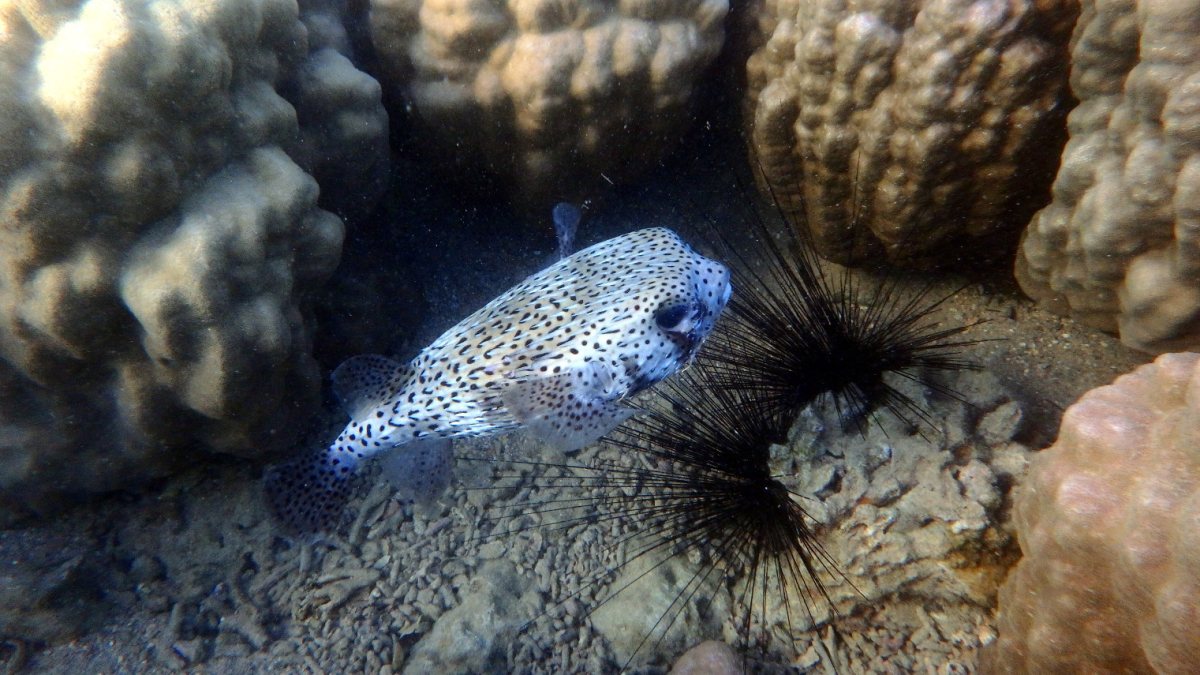 Diodon hystrix