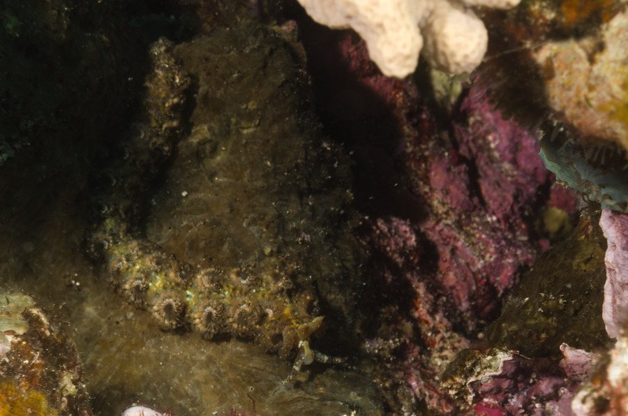 Mollusques