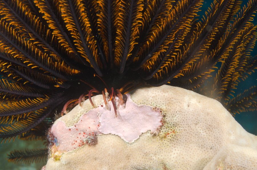 Crinoïde