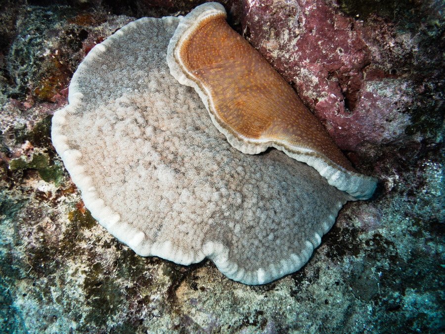 Anémone de mer