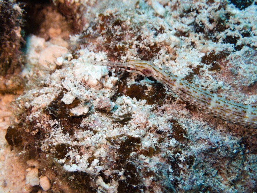 Poisson-pipe