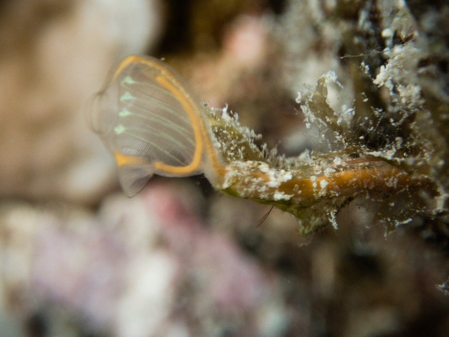 Clavelina detorta