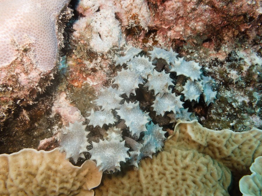 Turbinaria ornata