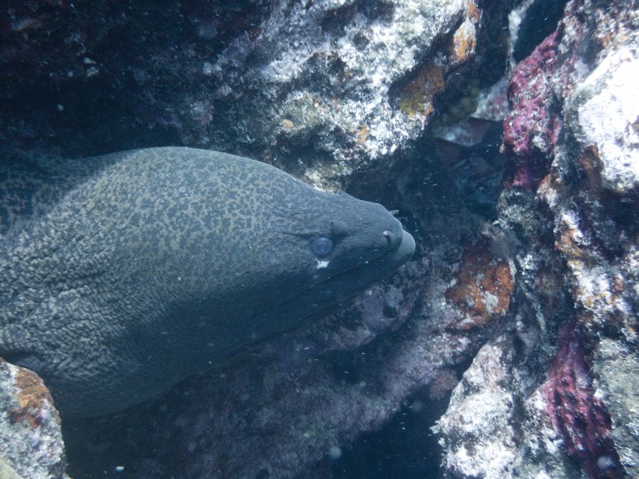 Gymnothorax flavimarginatus