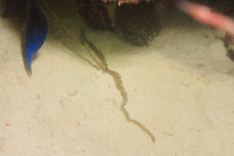 Organismes vermiformes