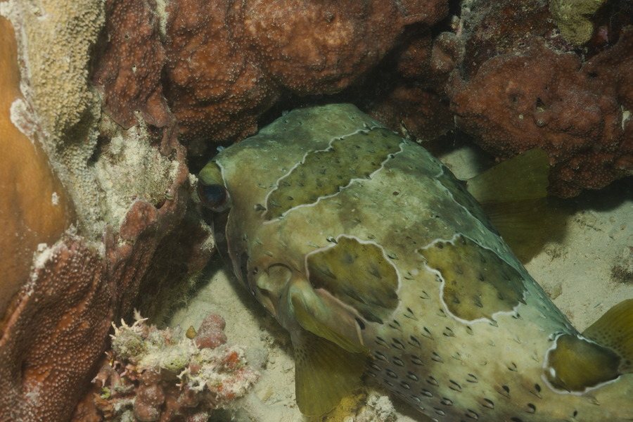 Diodon hystrix