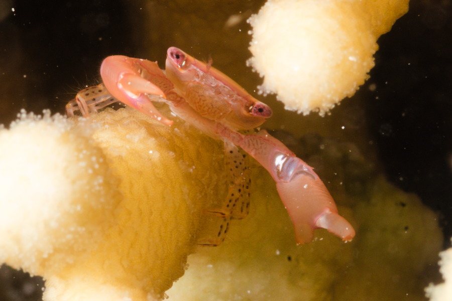Crabe