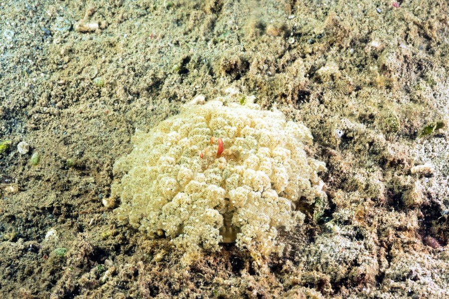 Cassiopea andromeda