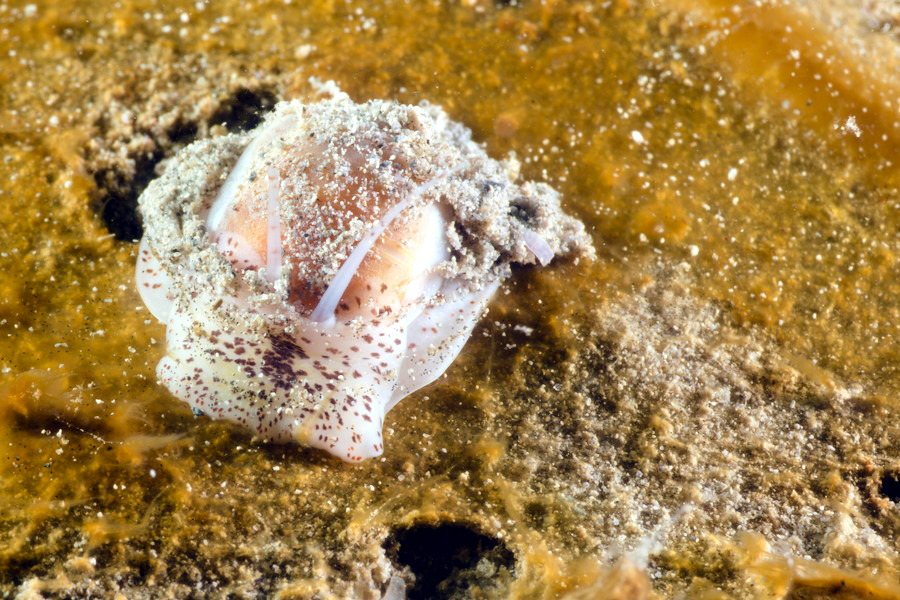 Escargot marin