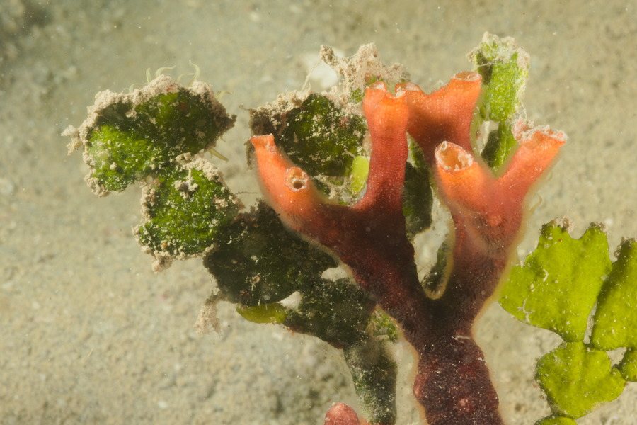Lophophoriens