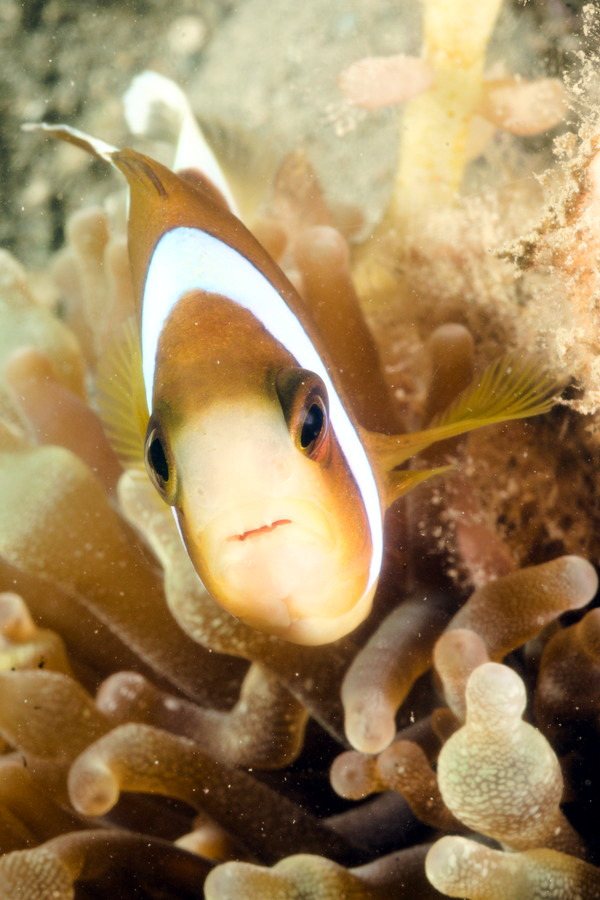 Amphiprion akindynos