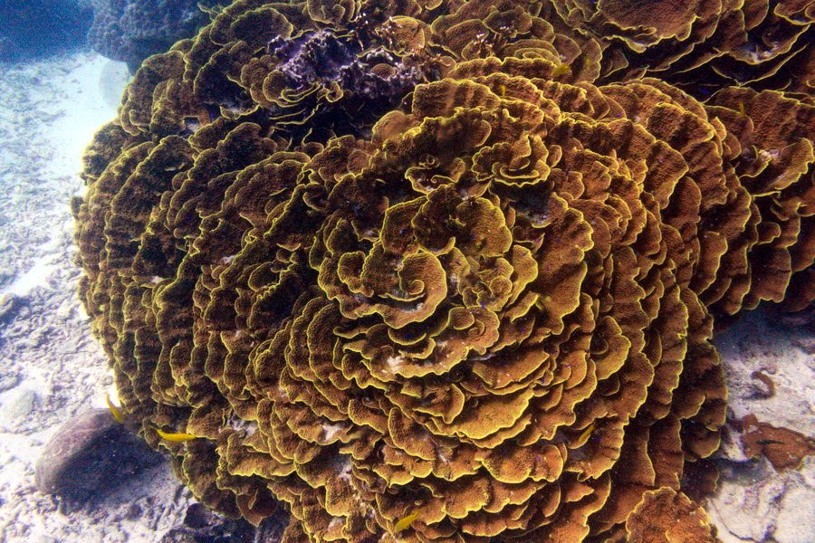 Corail dur