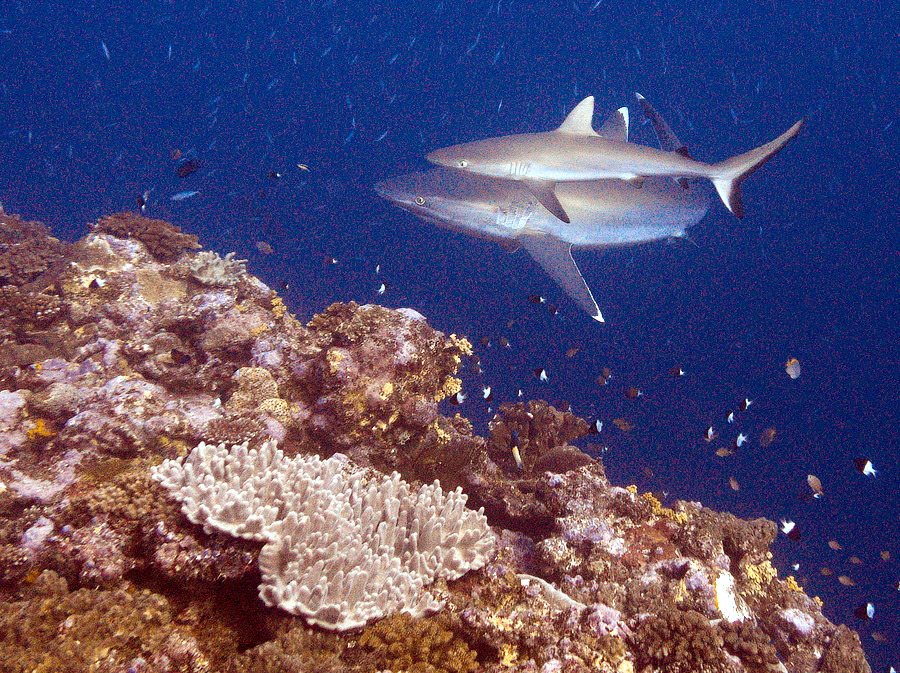 Requin pointe blanche (albi)