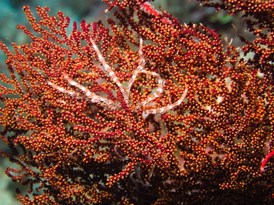 Crinoïde