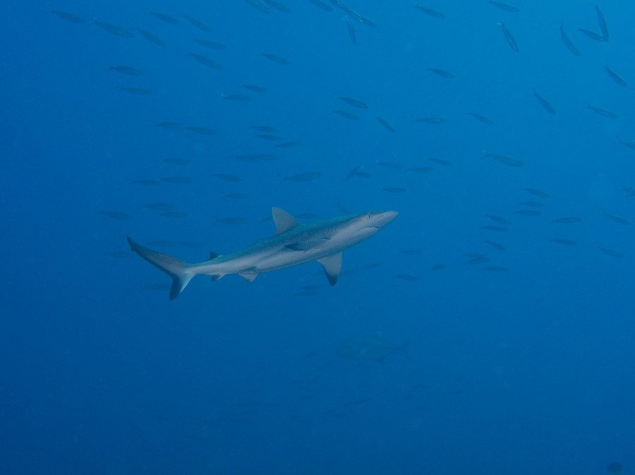 Requin gris de récif