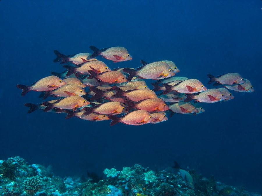 Lutjanus gibbus