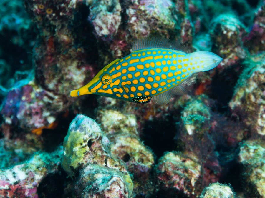 Oxymonacanthus longirostris