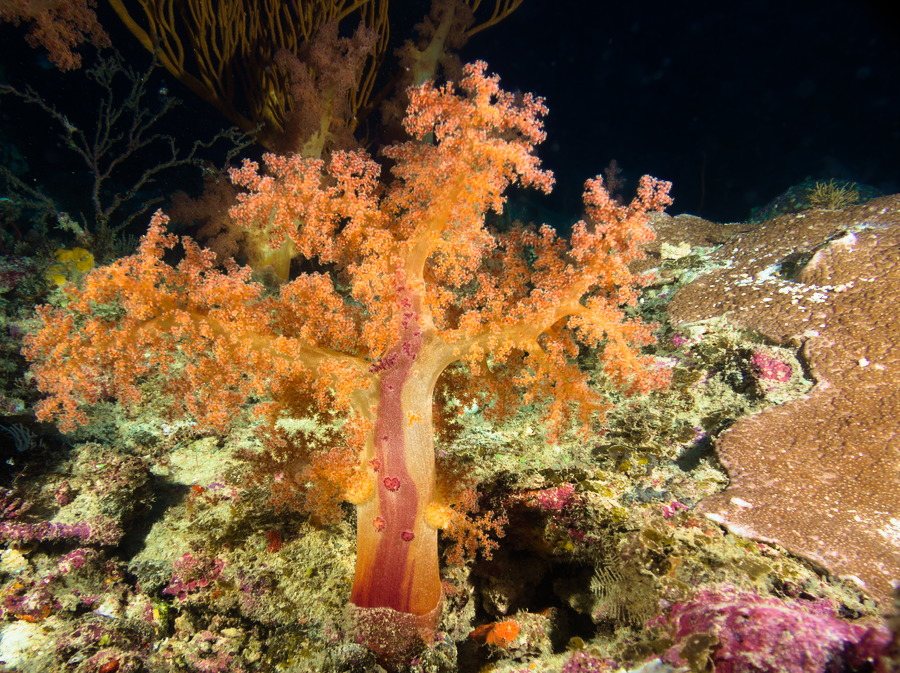 Corail mou