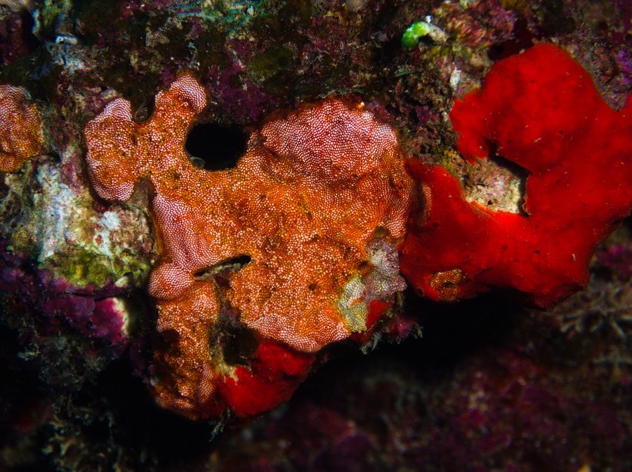 Alcyionidium sp.