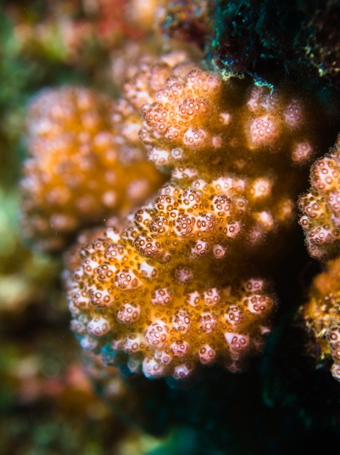 Corail dur