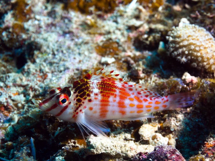 Cirrhitichthys falco
