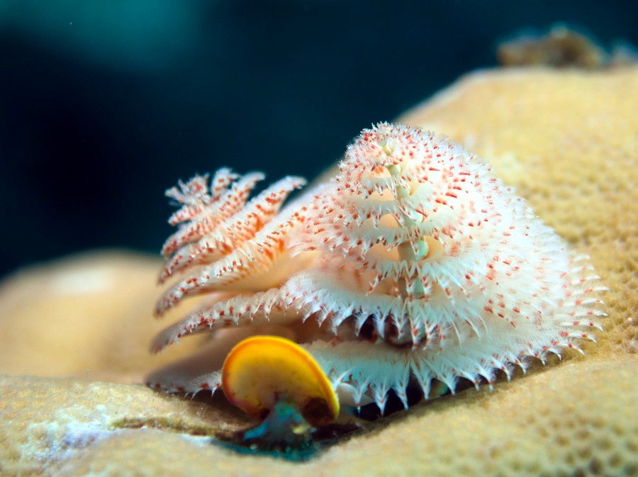 Spirobranchus corniculatus