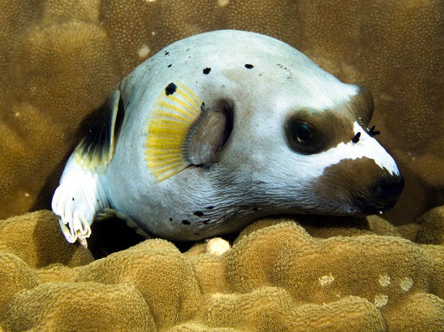 Arothron nigropunctatus