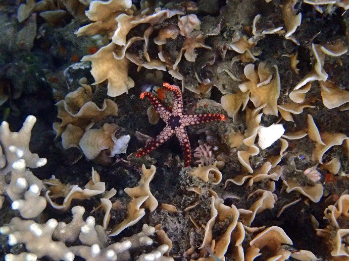 Fromia monilis