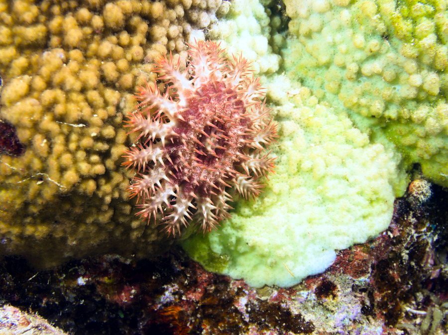 Acanthaster planci