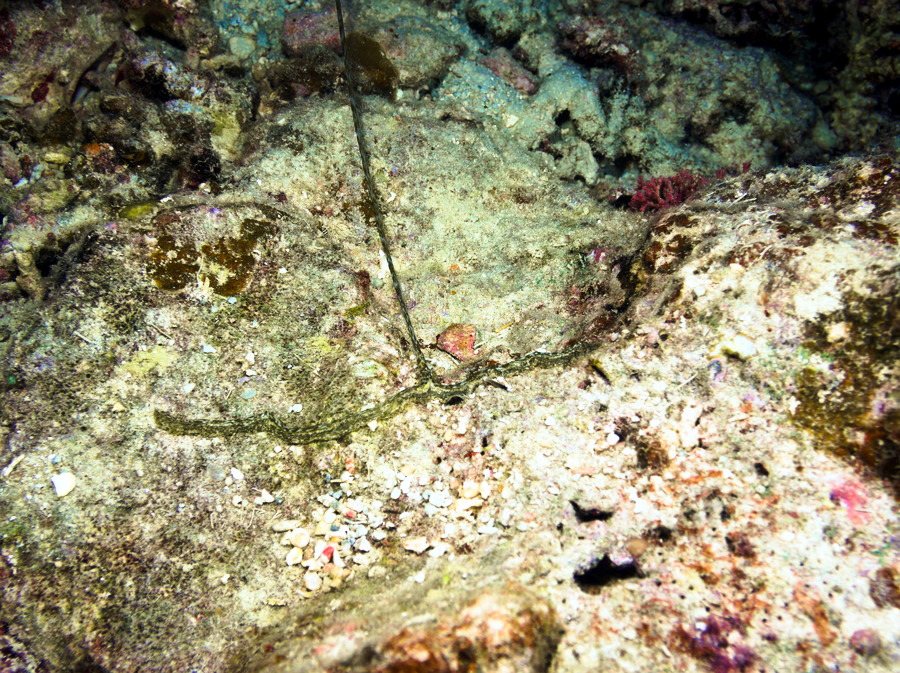 Bonellia sp.