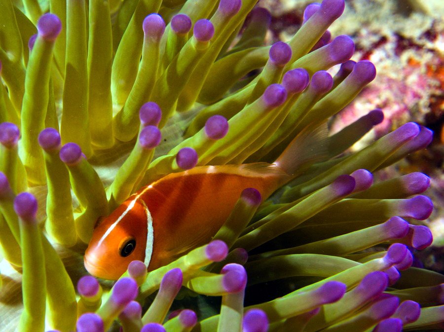 Amphiprion perideraion