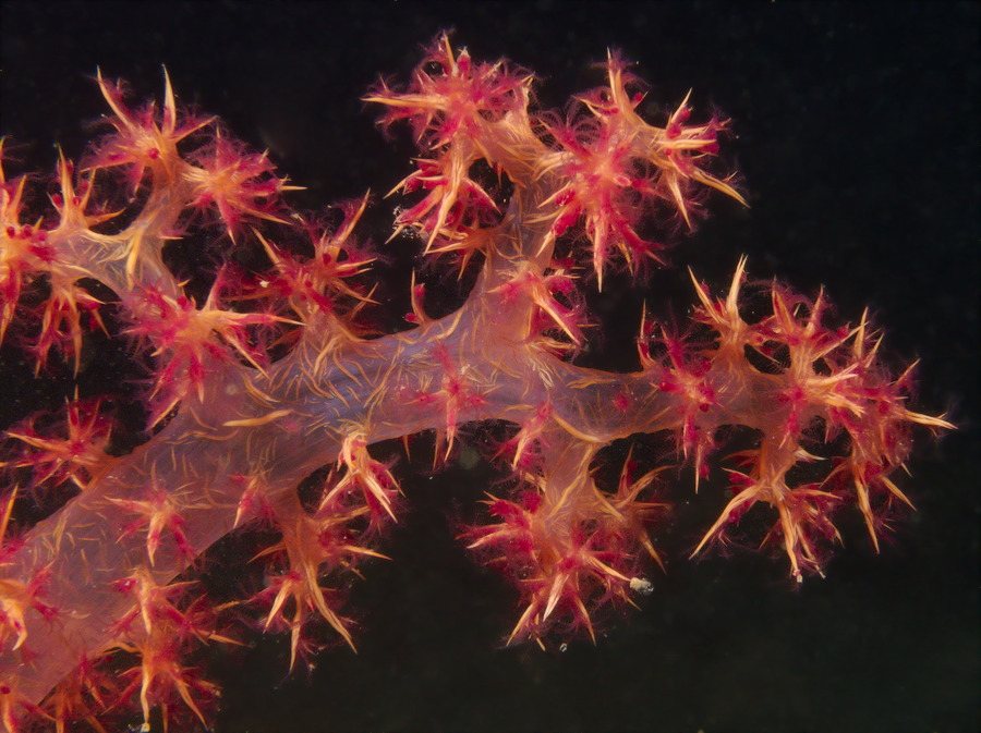 Corail mou