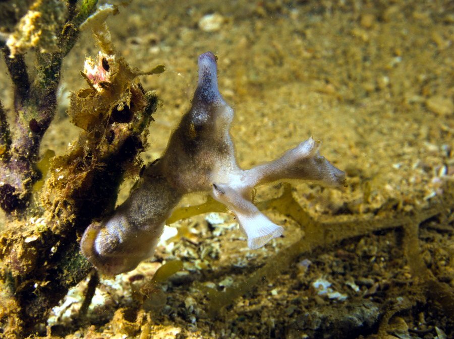 Bryozoaire