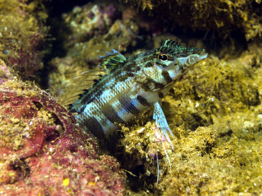 Parapercis