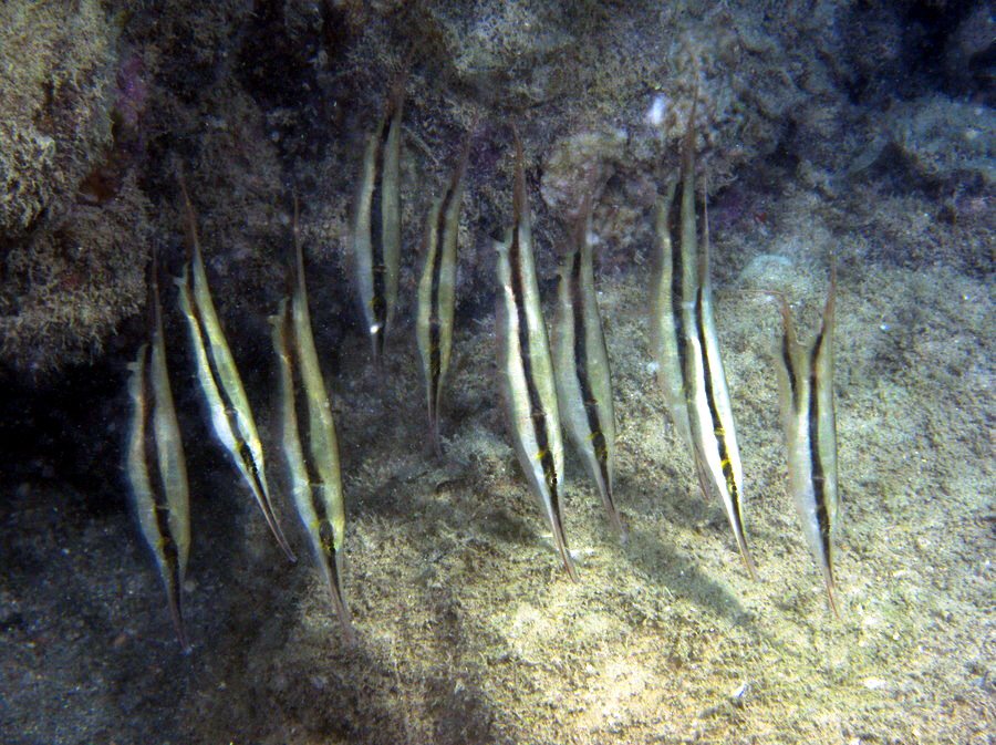 Aeoliscus strigatus