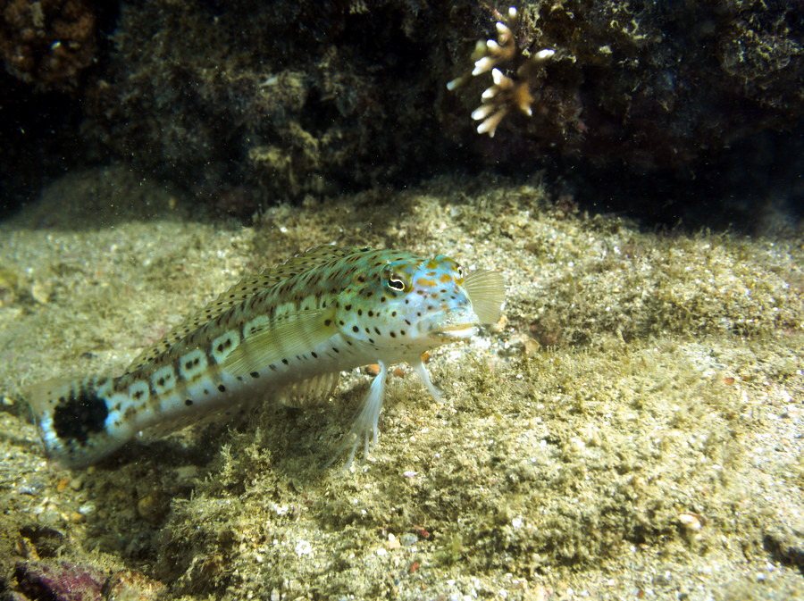 Parapercis