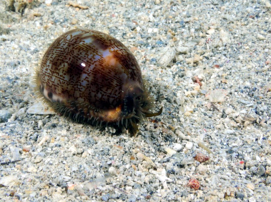 Escargot marin