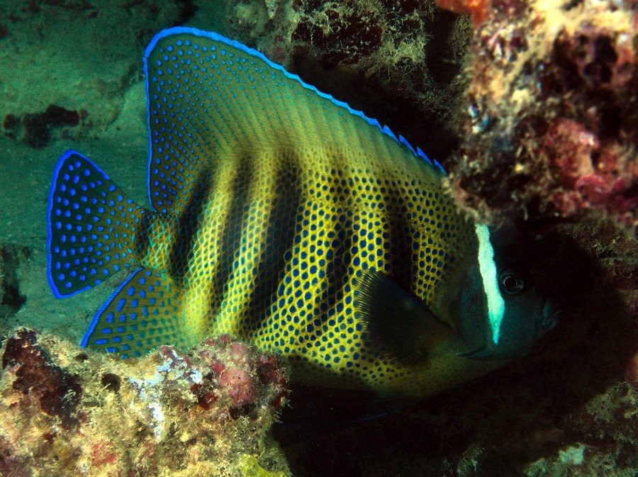 Pomacanthus sexstriatus