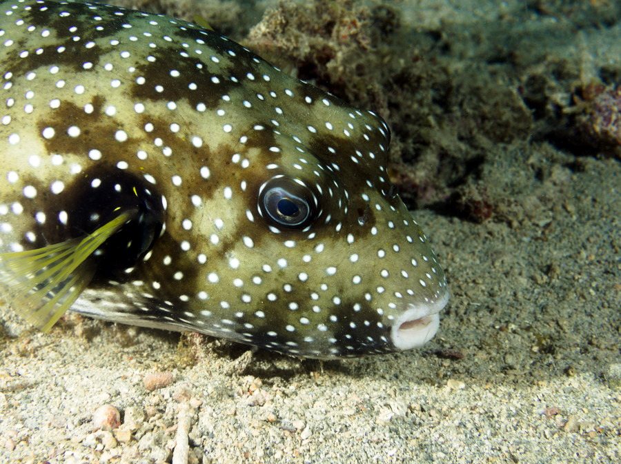 Arothron hispidus