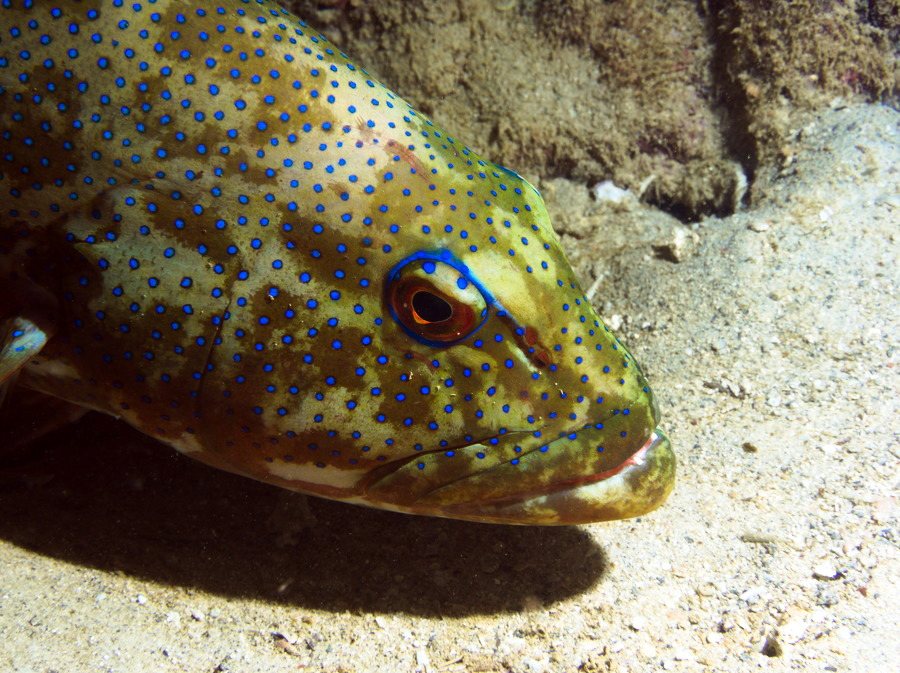 Plectropomus leopardus