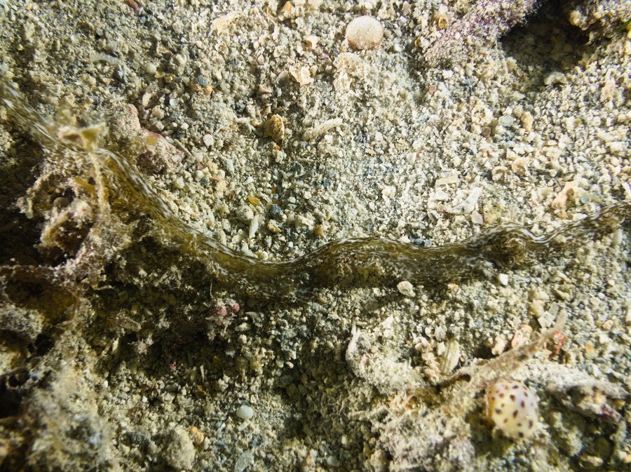 Bonellia sp.