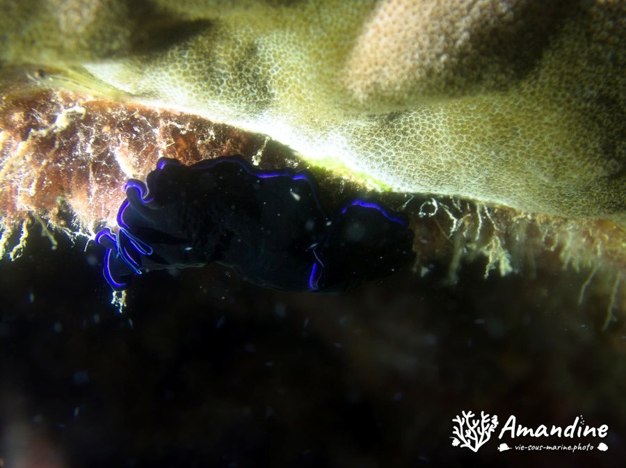 Organismes vermiformes