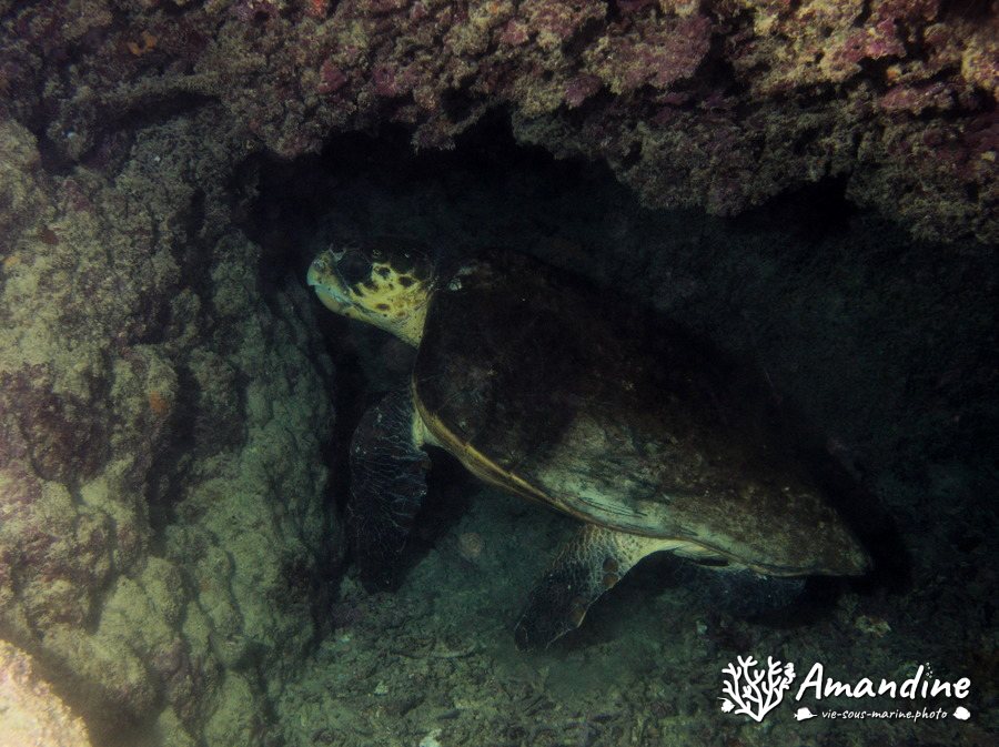 Caretta caretta (tortue grosse tête)