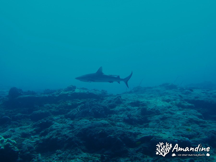 Requin gris de récif