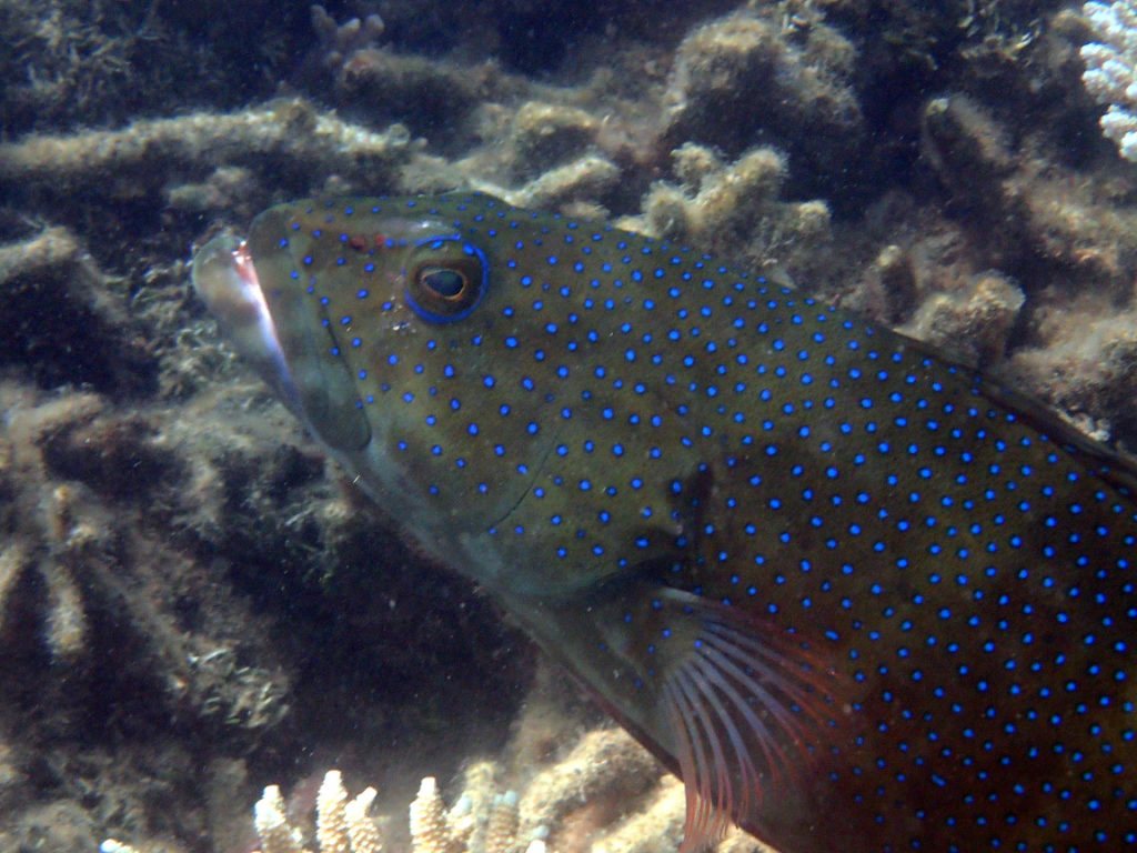 Plectropomus leopardus