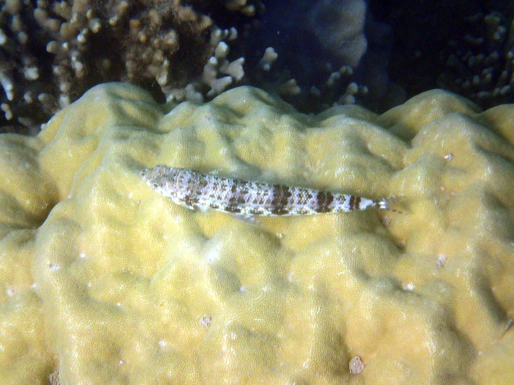 Synodus variegatus