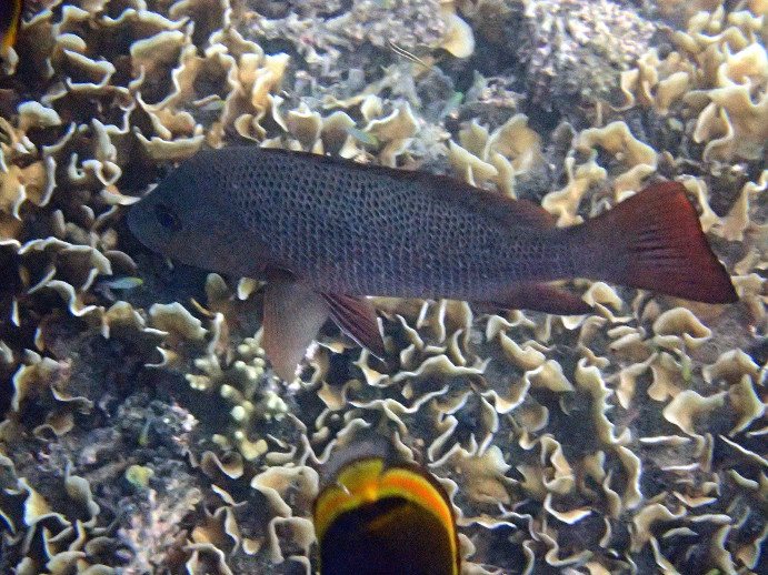 Lutjanus bohar