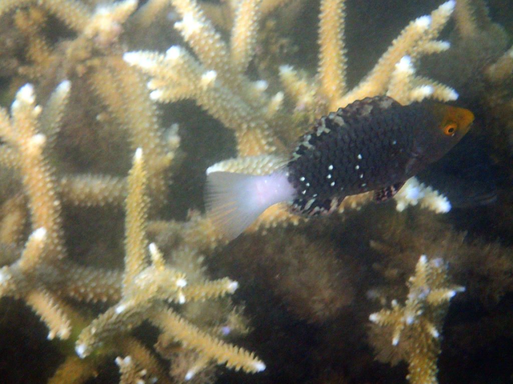 Scarus altipinnis