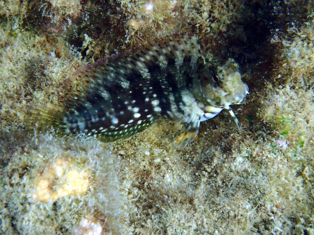 Salarias fasciatus