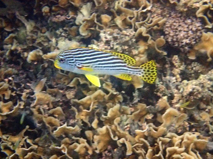 Plectorhinchus lineatus